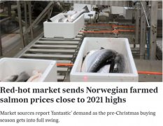 挪威大魚存量少、歐美需求旺推高訂貨價(jià),我國冰鮮三文魚價(jià)格全線漲價(jià)